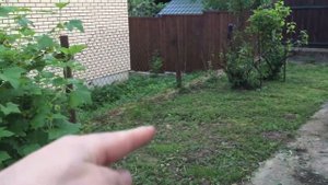 Когда пересаживать канадскую ель Коника? Мой личный удачный опыт.