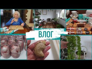 Что на моей лоджии/Сладкий подарок от Лафинель/Вот так надо сажать манго/Делаю тушенку@SubTatiana