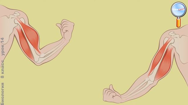 Биология 8 класс (Урок№14 - Мышцы. Работа мышц.) смотреть онлайн