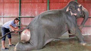 Как Рождаются Детеныши Животных