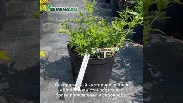 спирея Широбана