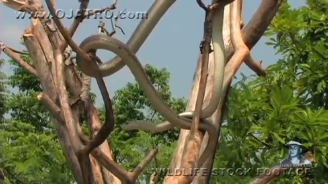 Black Mamba in Tree 01, deadly venomous snake смотреть онлайн