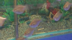 Серебристый метиннис /Metynnis argenteus/  или рыбка-доллар