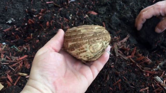 Planting Flowers In Michigan | Spring Seeds And Bulbs | Dollar Tree Gladiolus смотреть онлайн