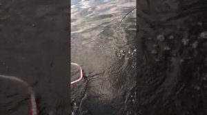 Большая рыба, рыбалка в Чернобыле.