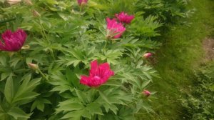 Paeonia Morning Lilac