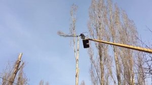 Спиливание деревьев