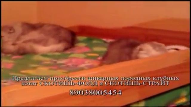 продаю ШОТЛАНДСКИХ КОТЯТ. СКОТИШЬ-ФОЛД и СКОТИШЬ-СТРАЙТ смотреть онлайн