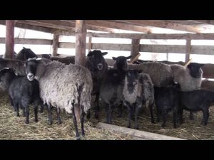 Центр Вдохновение. Романовские овцы