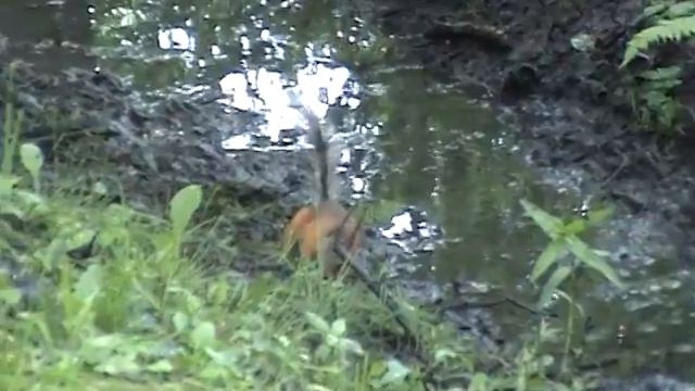 Валера в Петрдворце ч.3. смотреть онлайн