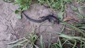 Плавающая ящерица