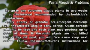 How to Kill Oxalis