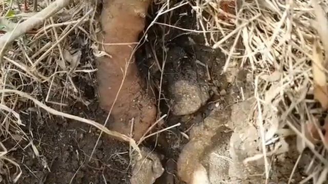 Как уполз корень.Мандрагора дала почки#сад #мандрагора #море#горы#прогулка#Revie