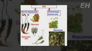 Высшие споровые растения. Мхи