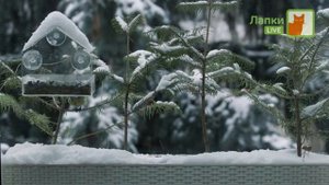 Безращмерка и другое промо телеканала "Лапки Live"