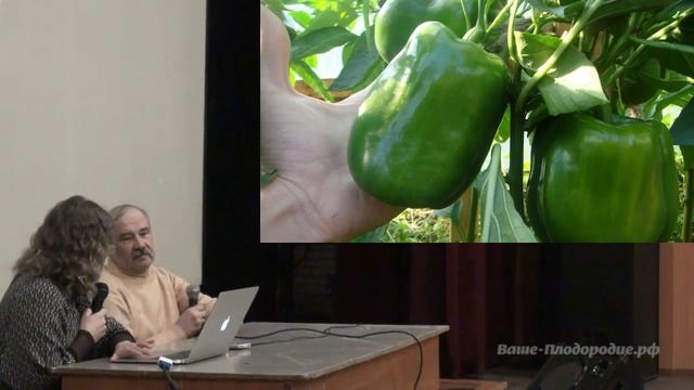 Выращивание баклажанов и перцев