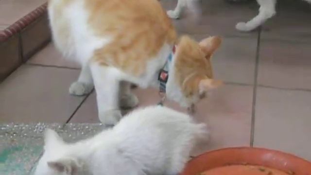 Video taken using Nikon L100 смотреть онлайн