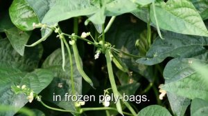 Oregon green bean harvest