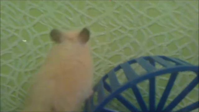 Нас не догонят, побег хомяка) смотреть онлайн