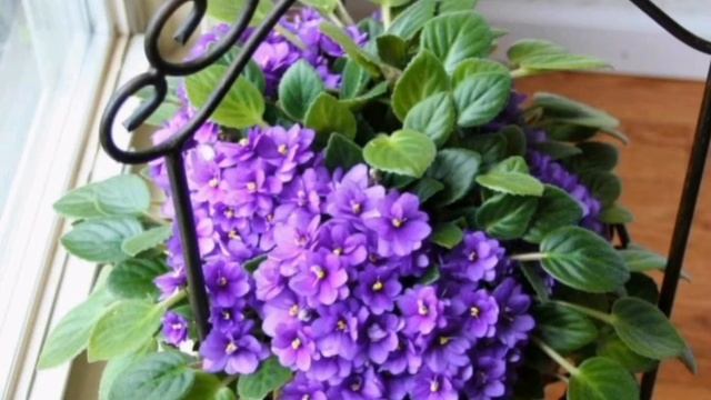 Топ 7 советов о уходе за фиалками!!! смотреть онлайн