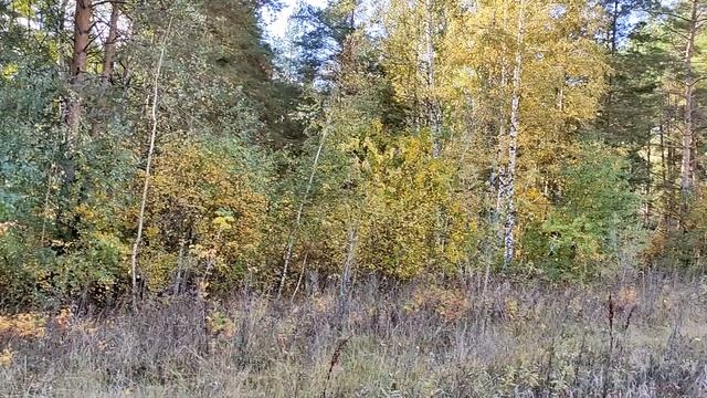 ГРИБЫ ХОМУТОВ ЛЕС смотреть онлайн