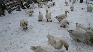 Сколько градусов мороза выдерживает гусь