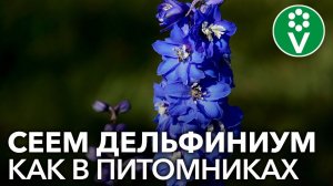 Зная ЭТУ СЕКРЕТНУЮ ИНФОРМАЦИЮ, вырастить ДЕЛЬФИНИУМ ИЗ СЕМЯН получится у каждого