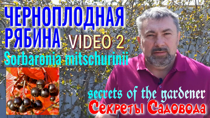 Черноплодная РЯБИНА Video 2. Секреты САДОВОДА. Sorbaronia mitschurinii смотреть онлайн