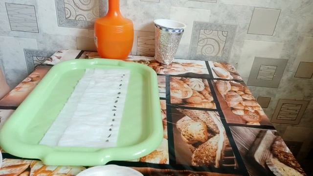 Сажаем семена цветов георгин,  циннии.  Способ выращивания рассады цветов без земли в самокрутке.