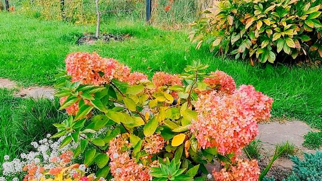 ПРОСТЕЙШИЙ СПОСОБ украсить клумбу. Гортензия Бомбшелл. Особенности сорта