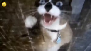 Кошачий мяукание , Голос кота   Включите  это  видео и смотрите  как реагирует ваш  котят