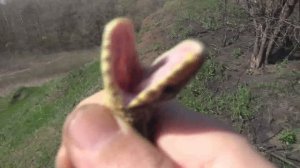 Полоз палласов elaphe sauromates