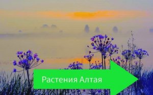 Лекарственные Растения Алтая,