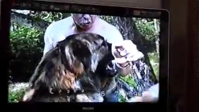 Дача Жой 1 год смотреть онлайн