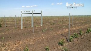 Закладка виноградника