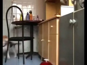 Невоспитанная собака – горе в семье