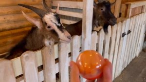 Обзор загородного отеля Царьград в Подмосковье.