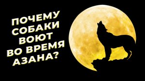 Почему во время азана часто воют собаки?
