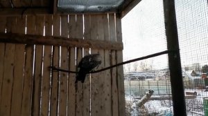 Коршун ест цыплят + бонус зверское нападение птицы на человека!!111!!