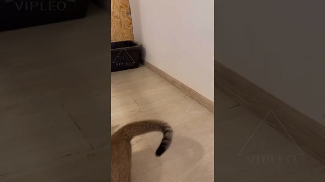 Caracat & Каракет смотреть онлайн