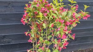 Roze bloeiende Weigelia struik - Weigela 'Bristol Ruby'