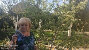 Яблоня, Груша , Айва - обработай от ПАРШИ!!! И от болезней !