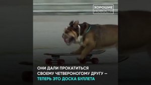 Английский бульдог из Владивостока покорил интернет ездой на скейте