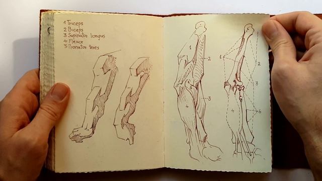 Sketchbook: Constructive Anatomy George Bridgman смотреть онлайн