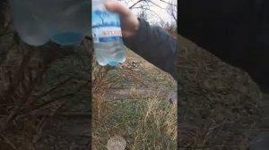 Как развести рыбу в своём пруду.  Запуск разных видов рыб.