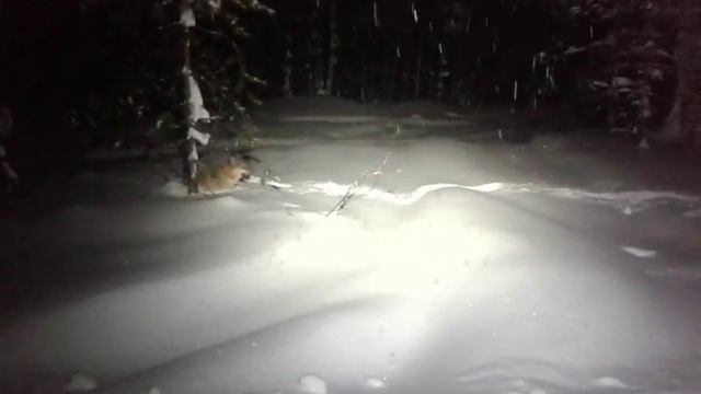 Лайка Тайга буксует в глубоком снегу смотреть онлайн