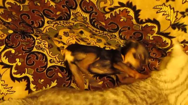 Dog and Cat Are Playing Together! КотоПес Тоша в Киеве смотреть онлайн