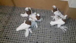 ГОЛУБИ КАПКАНЫ / КРАСНО ГРУДЫЕ ДВУХЧУБЫЕ ГОЛУБИ / PIGEONS / TAUBE #Gulsarinfo