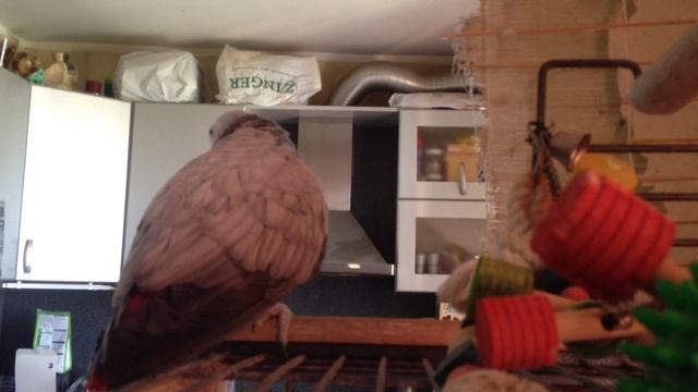 Попугай Жако Гоша говорит смотреть онлайн