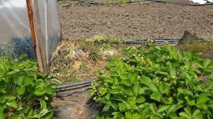 Клубника сорт КЛЕРИ, первый сбор.